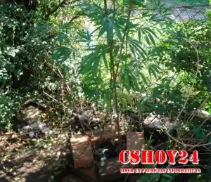 Secuestran plantas de Marihuana en Capitán Sarmiento y Arrecifes