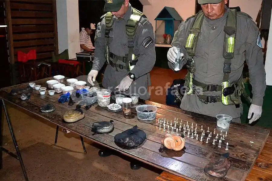 Tremendo: Gendarmes atraparon a un hombre viajando en colectivo con 90 serpientes, 236 arañas, y hasta ciempiés