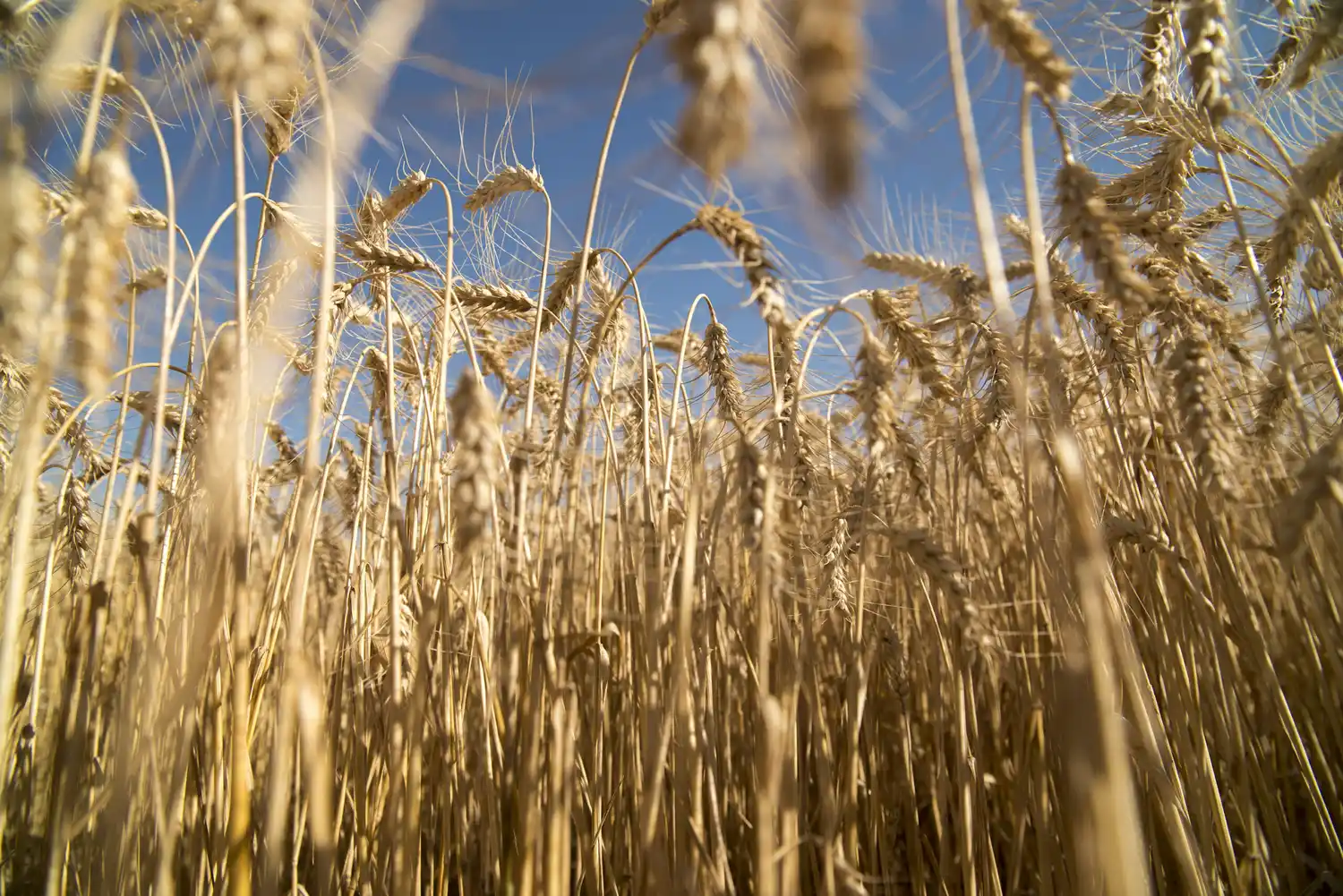 El precio del trigo subió 18% tras tocar mínimos en cuatro años