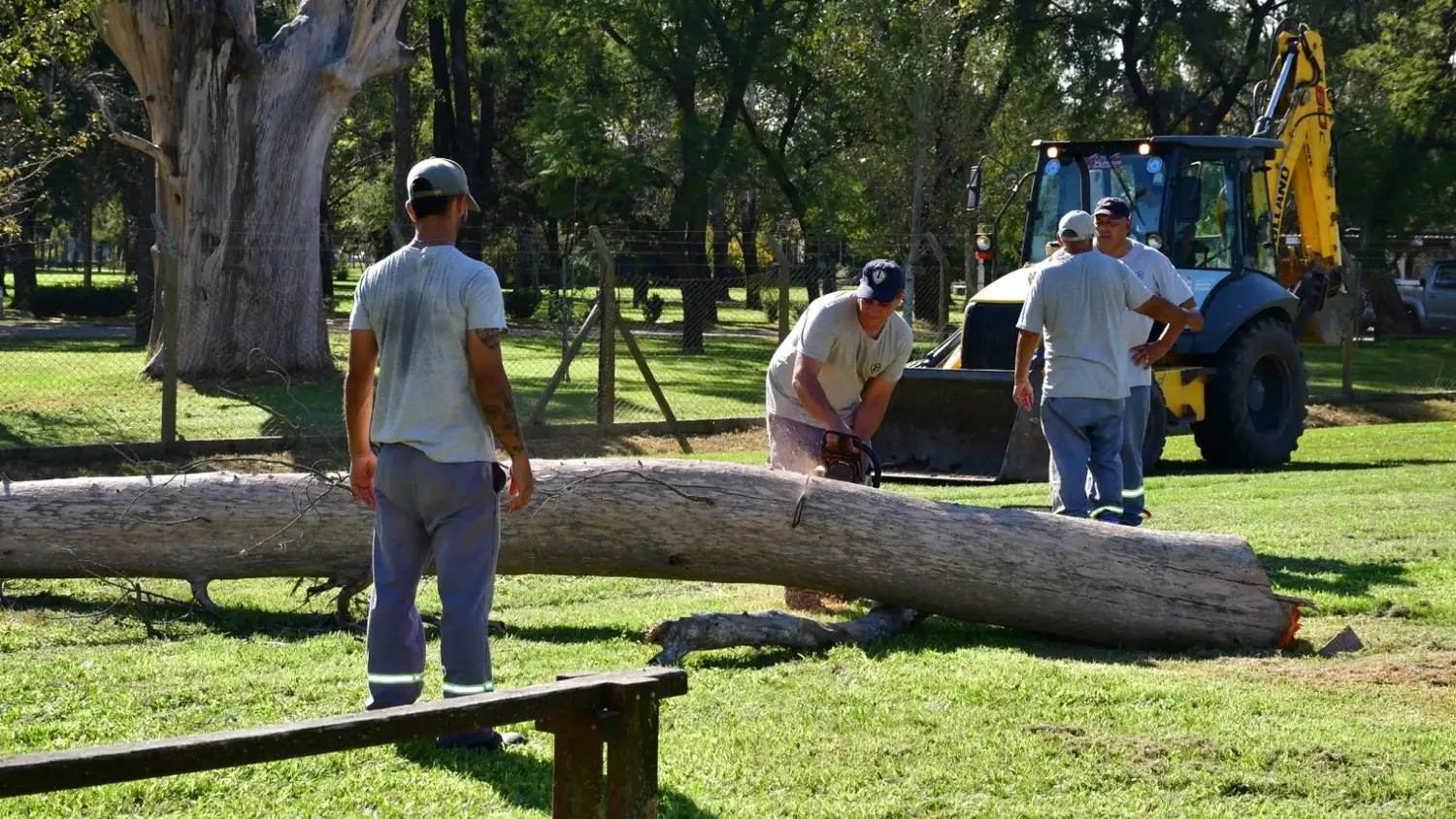 municipio retiró arboles secos