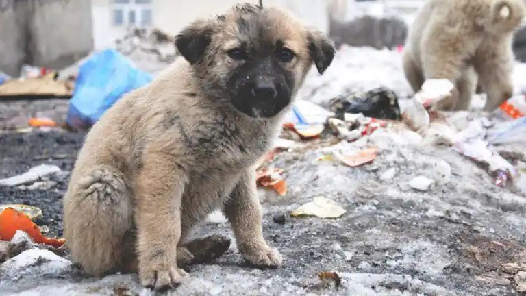 Un proyecto de Ley pide que se enseñe derechos animales en las escuelas