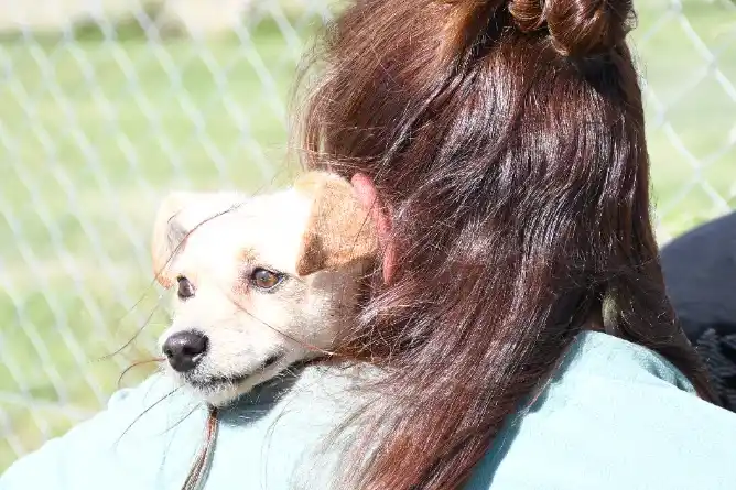 Jornadas de castración para asociaciones protectoras de animales en Chascomús