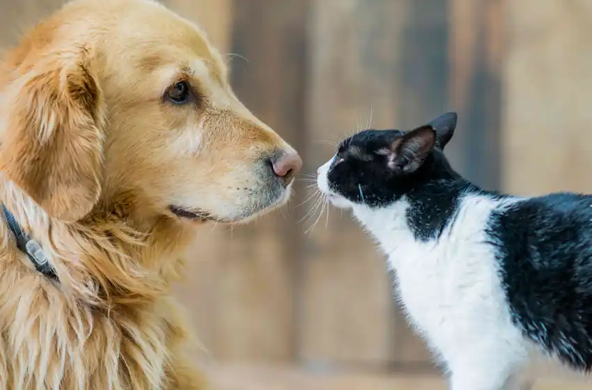 El Quirófano Móvil para la castración de mascotas continúa recorriendo la ciudad