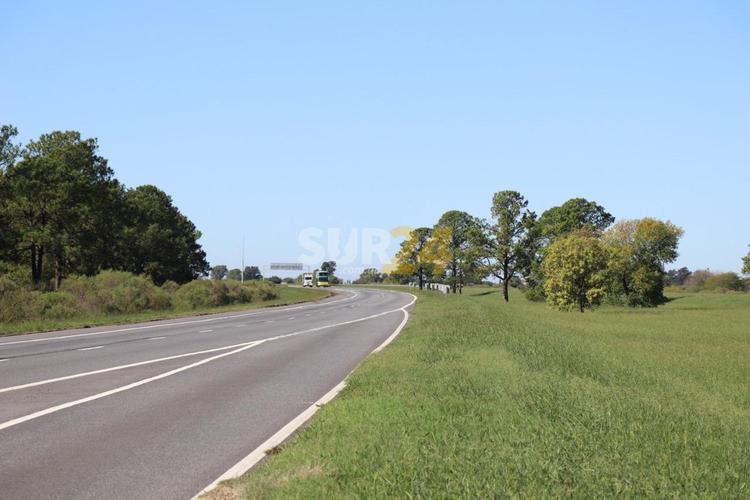 Vialidad Provincial creó un nuevo programa para la forestación de rutas y caminos