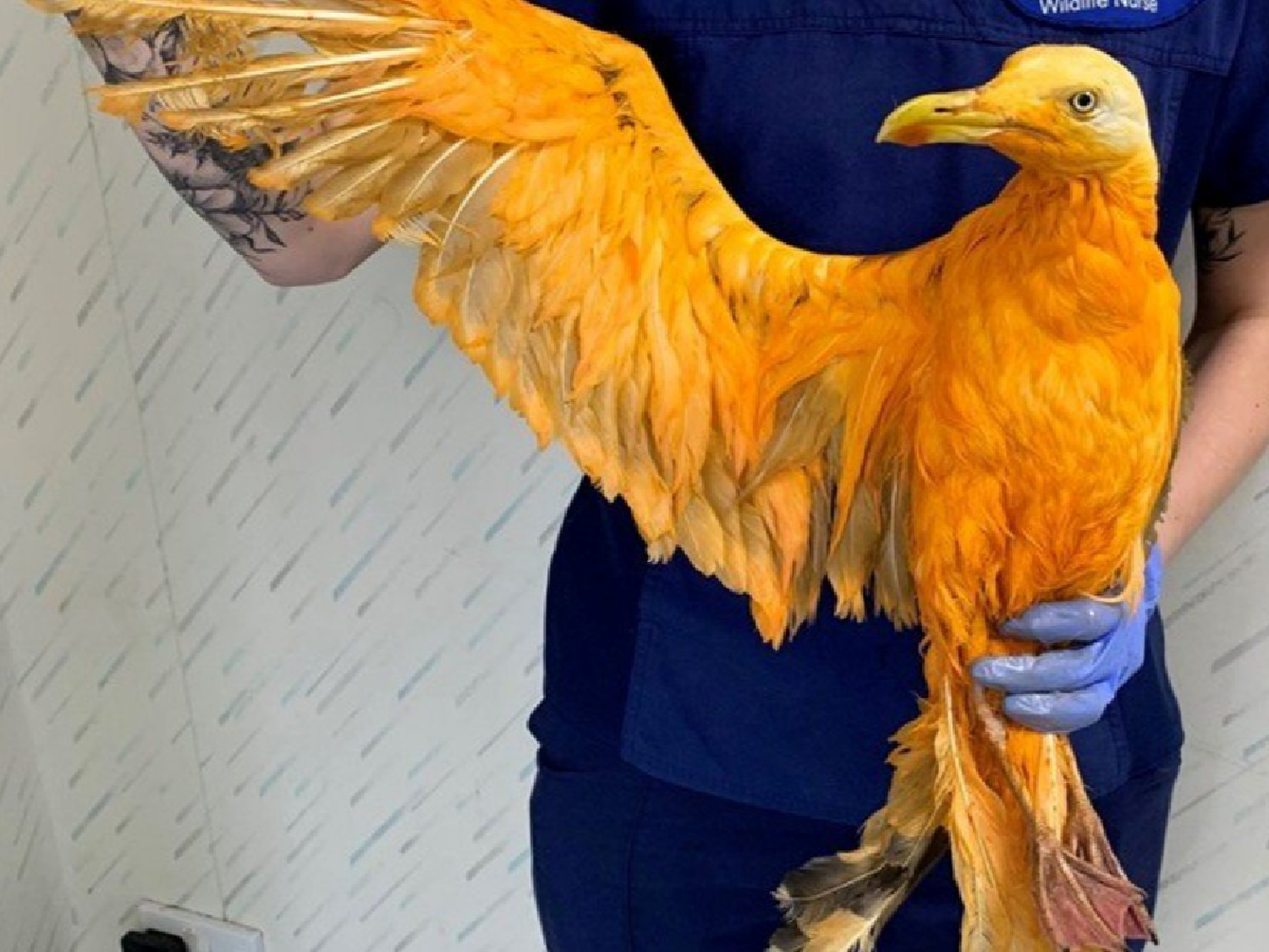 Creyeron haber encontrado una exótica especie de ave, pero se llevaron una gran sorpresa
