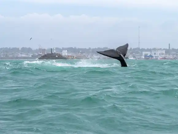 Prefectura implementó medidas para proteger a las ballenas francas australes