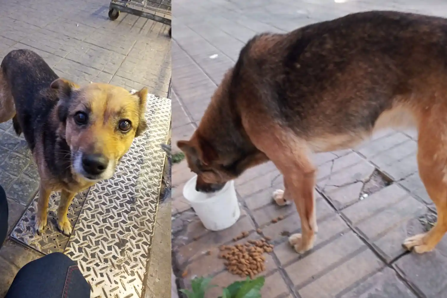 Buscan al dueño de esta perrita