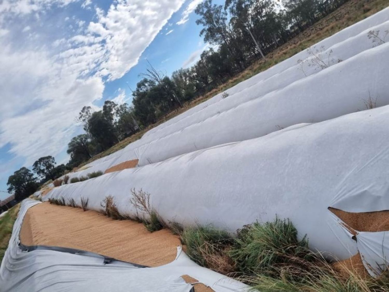 Ataque vandálico en Puán: Dañaron 51 silobolsas con 10 mil toneladas de cereal