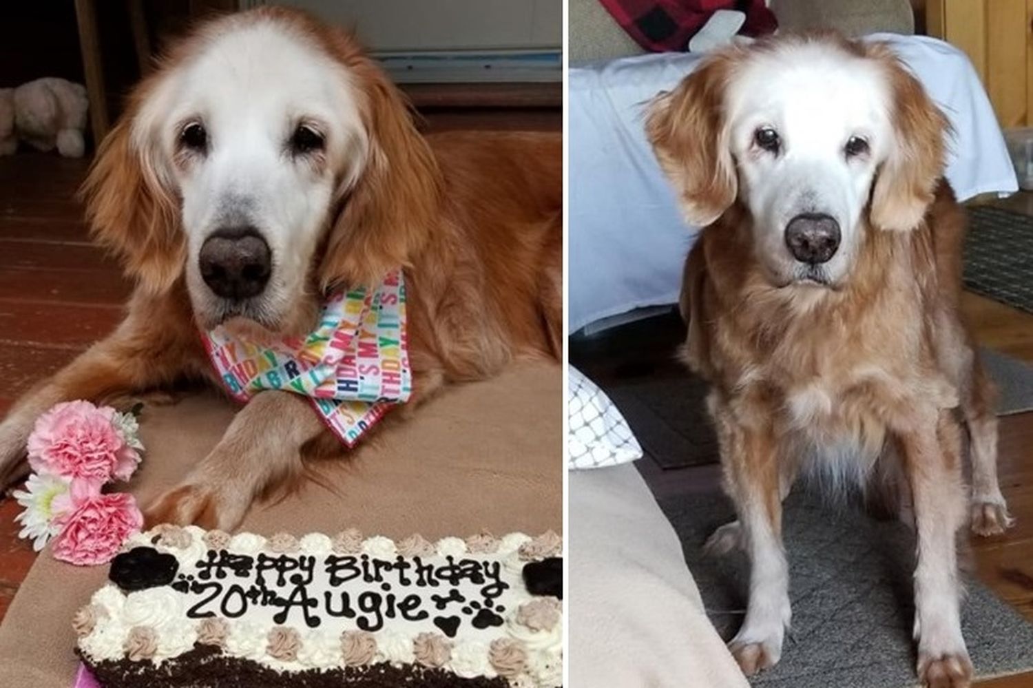 Cumplió años el golden retriever más longevo del mundo: ¿Cuánto tiene?