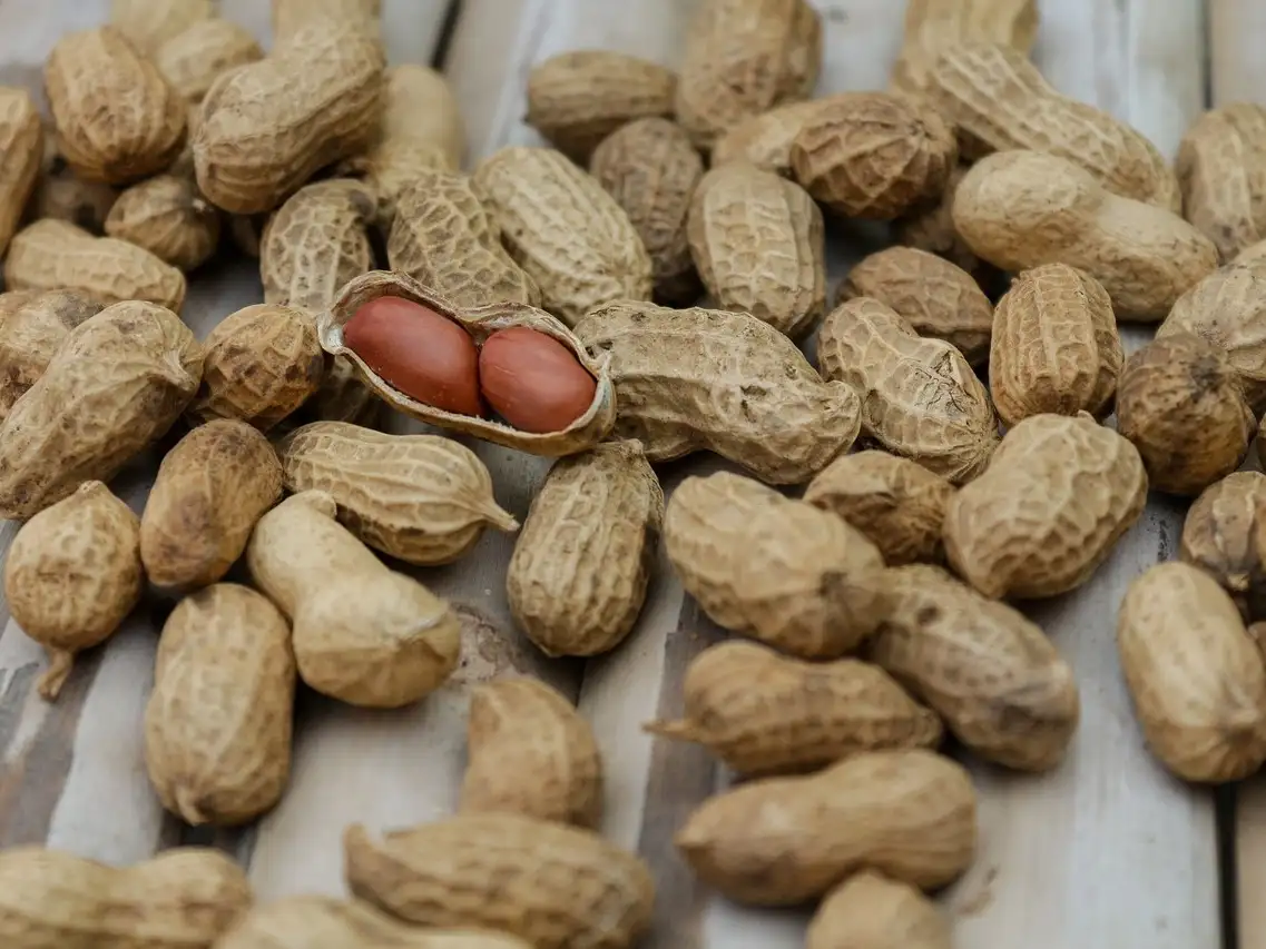Maní. Su producción es una de las actividades que se recuperan, según Coninagro. Imagen: Pexels.