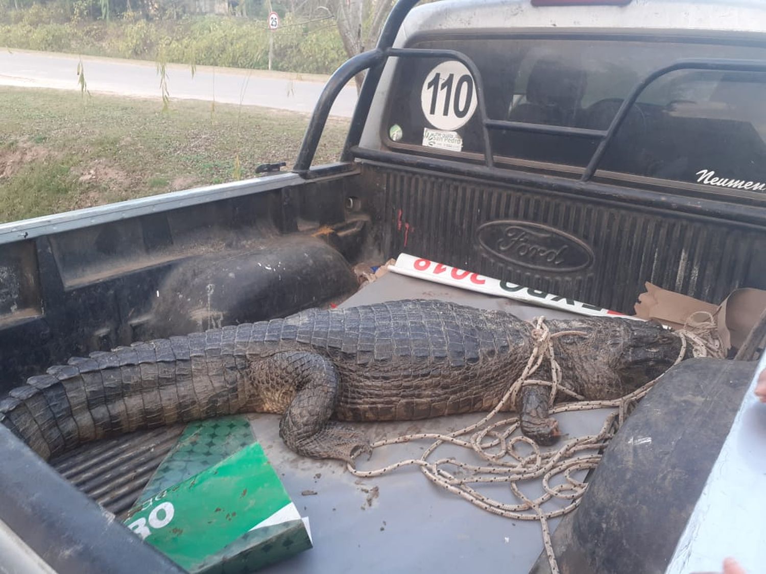 Vuelta de Obligado: encontraron un yacaré en la costa y sospechan que es el mismo del domingo