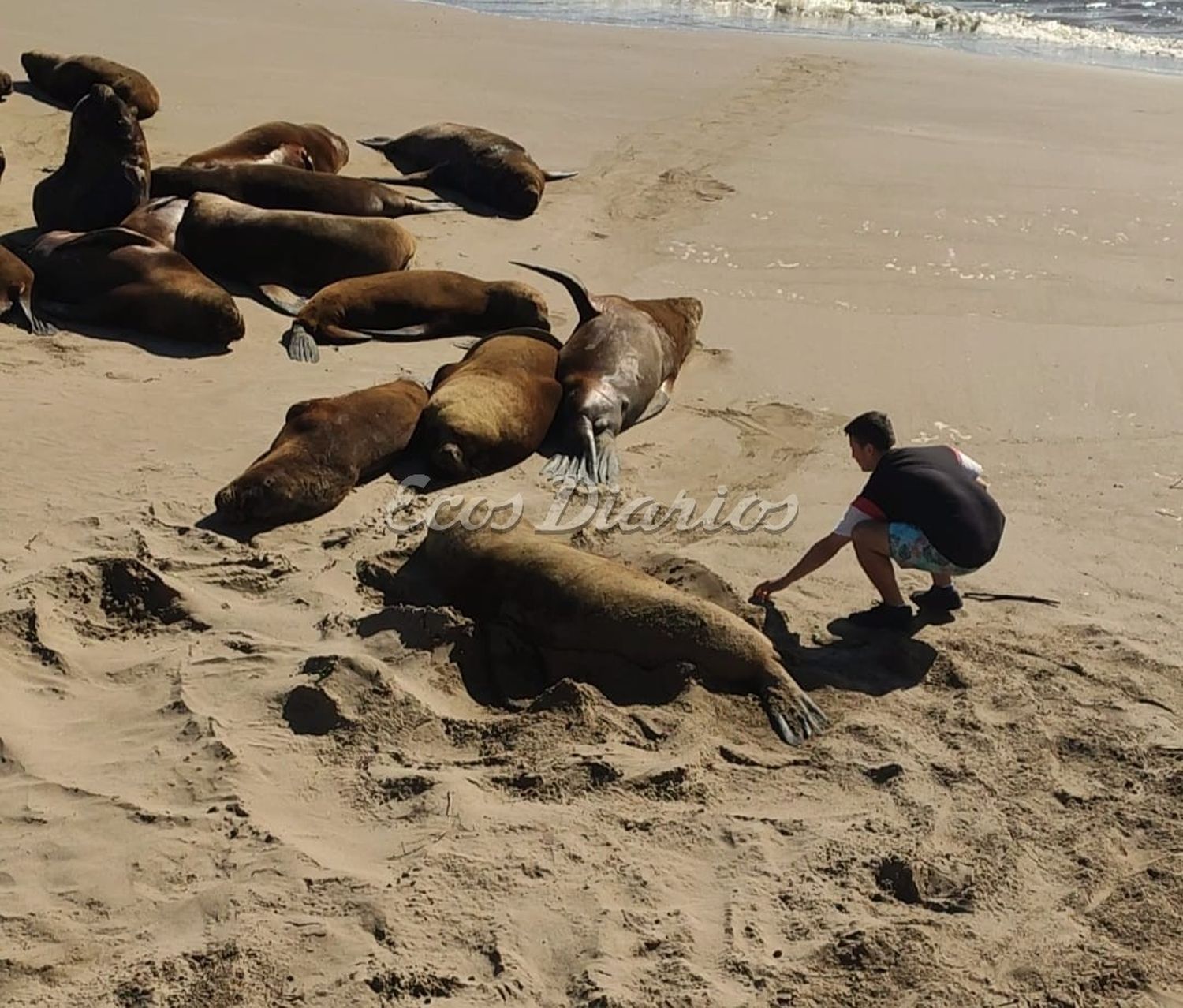 Acercarse a los lobos marinos es peligroso