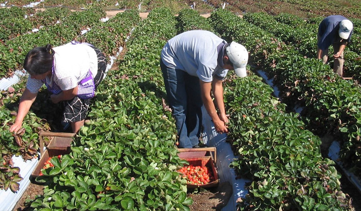 Procesan a un hombre y a su suegra por explotar trabajadores en una quinta