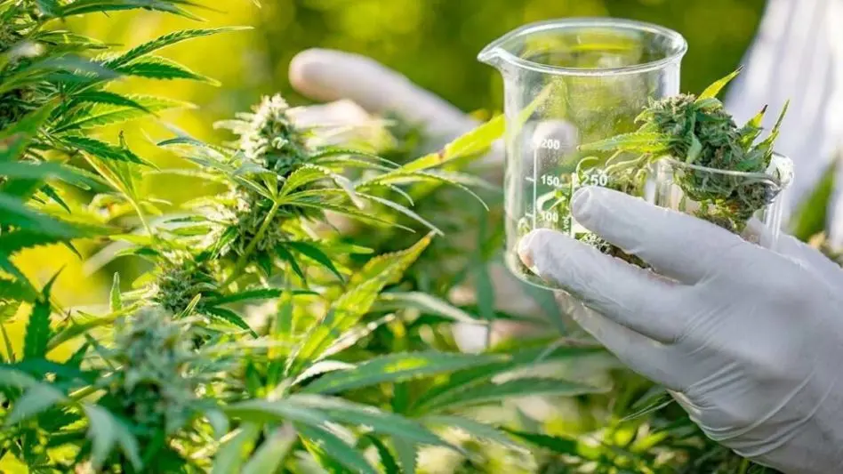 Aprueban un proyecto para investigar sobre el uso del Cannabis en la salud y la ciencia