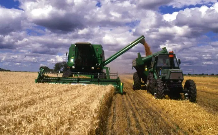 La producción de trigo llegaría a las 17 millones de toneladas