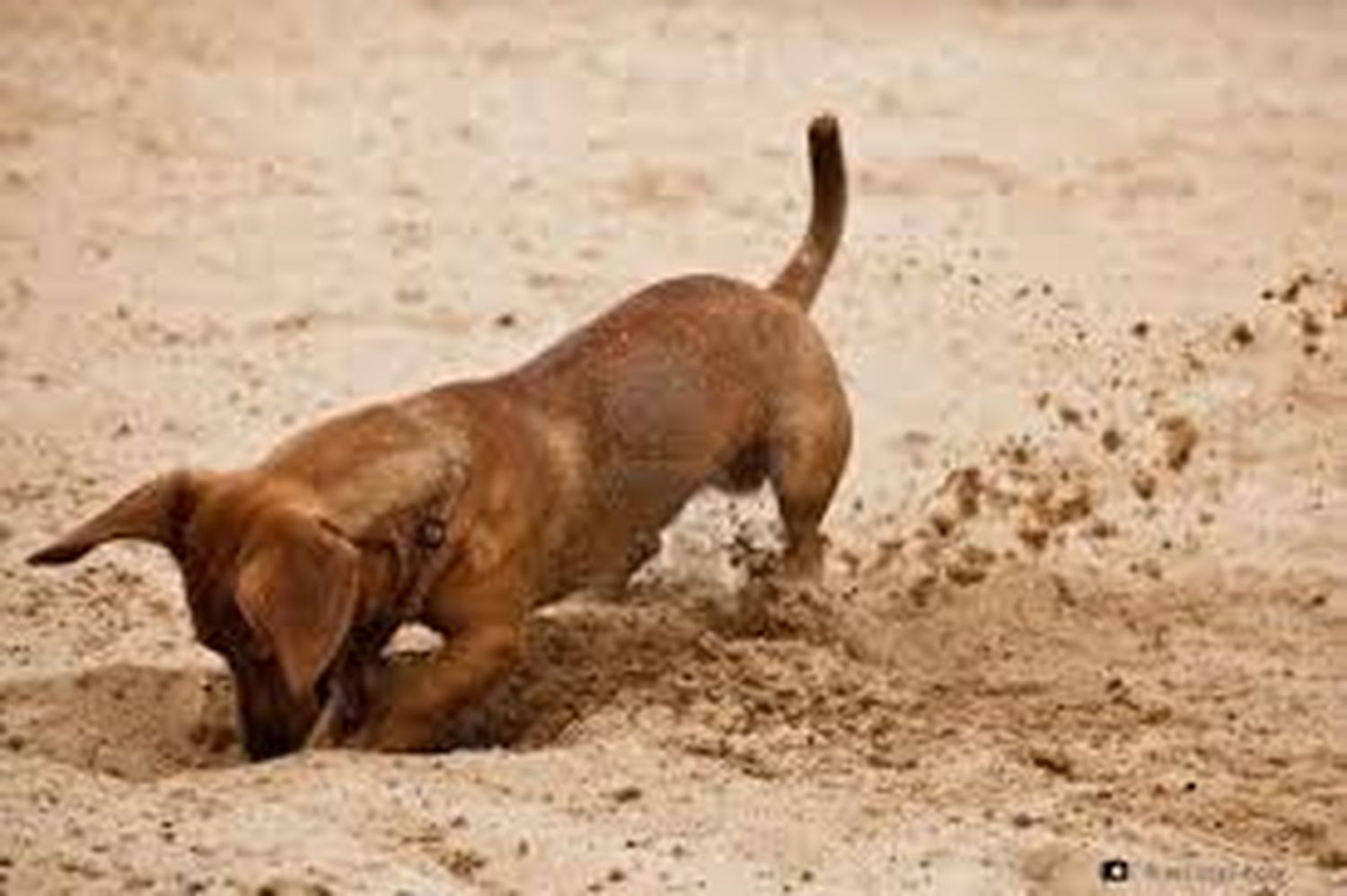 ¿Por qué tu perro rasca el piso o su cama? Descubrí qué intenta comunicarte