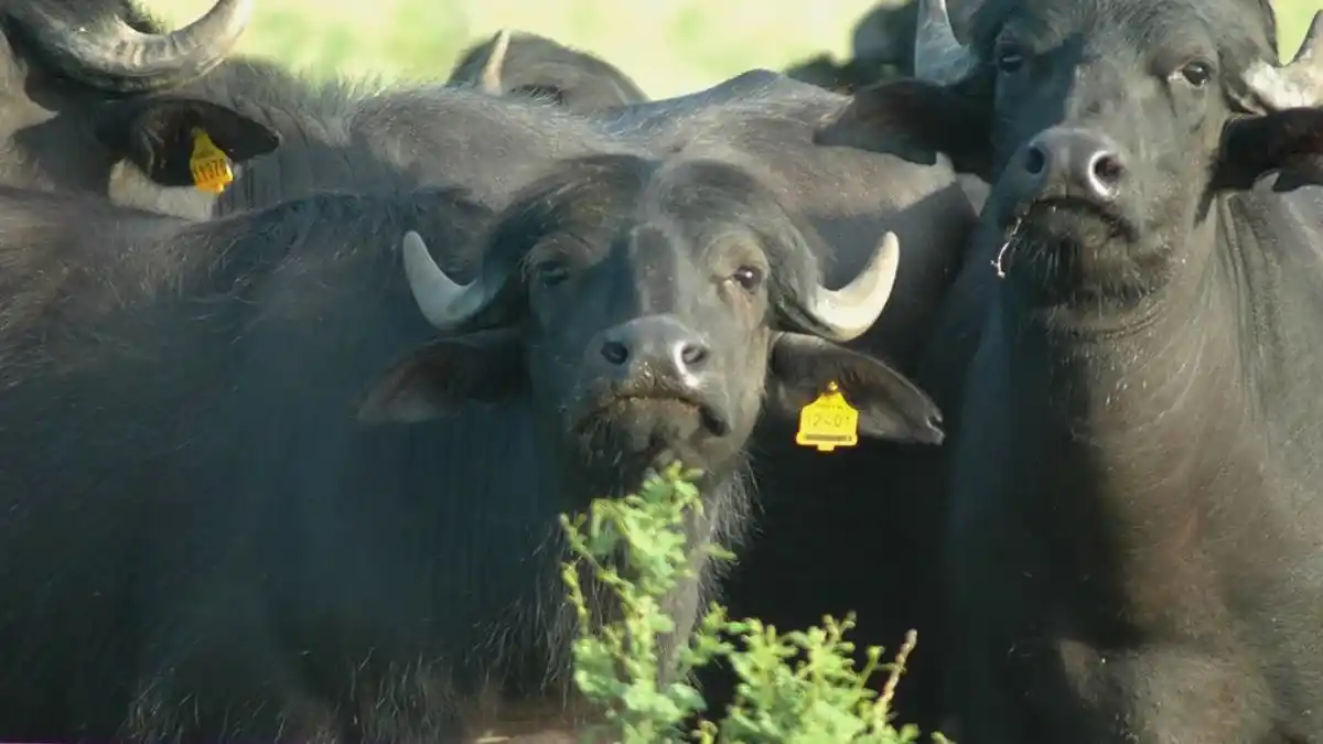 Búfalos en los humedales de Entre Ríos: ganadería sostenible y carne de calidad