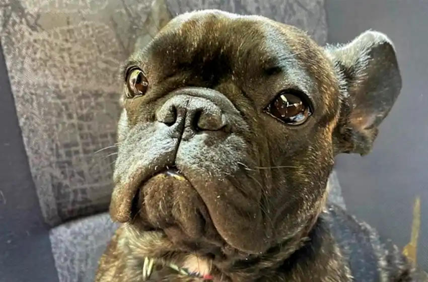 Final feliz: Roma, la perrita robada en el centro, se reencontró con su dueña