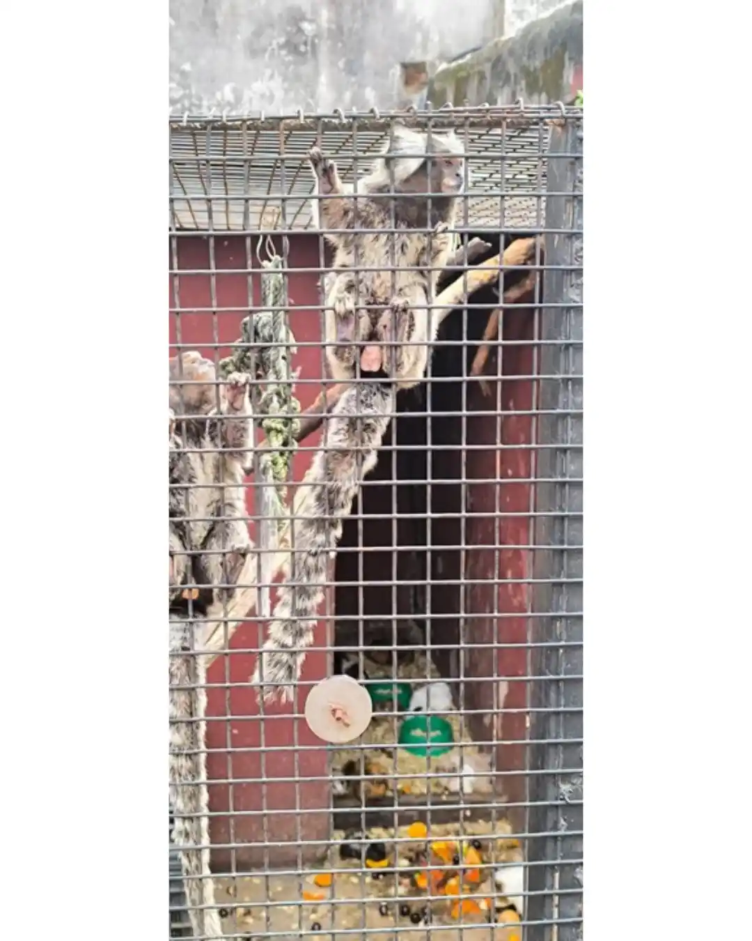 animales rescatados 2