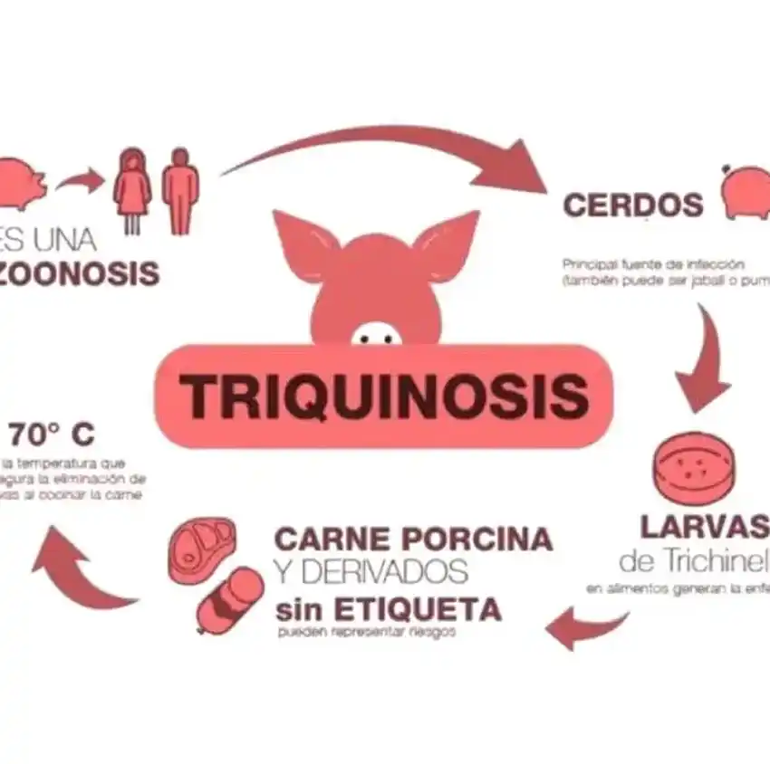 El sistema de salud investiga casos de triquinosis en General Madariaga