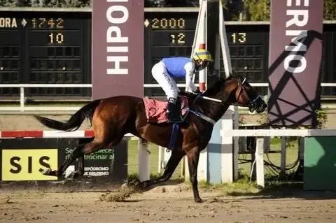 Tetaze fue elegido como el caballo del año 2020 