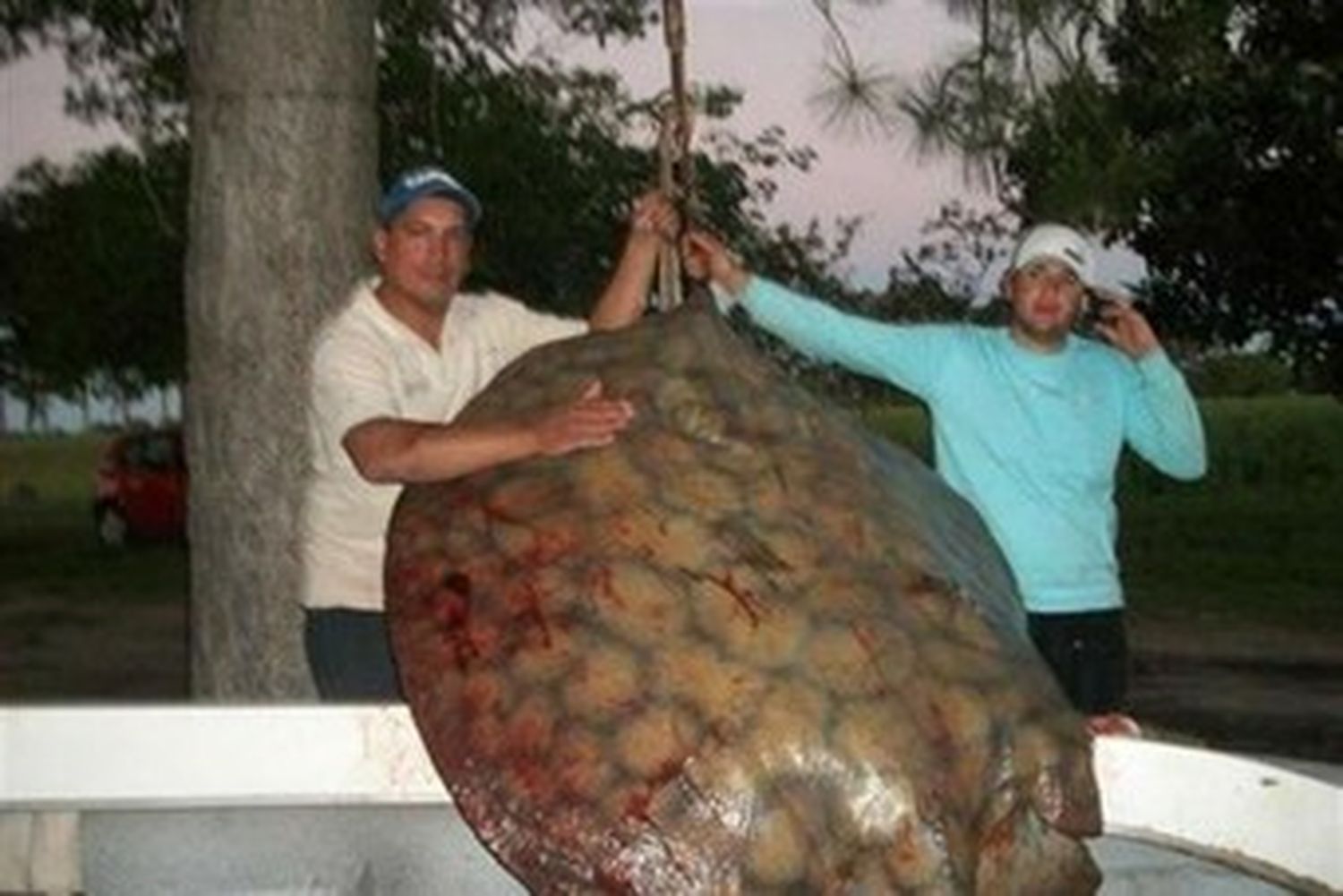 Pescaron una raya de 155 kilos en Santa Fe