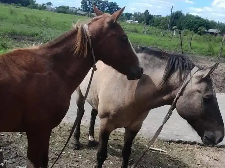 Se le escaparon los caballos y quiere encontrarlos