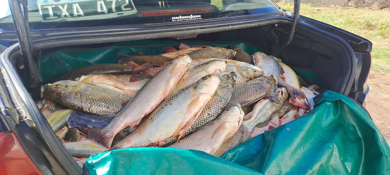 pescado decomisado fiat siena