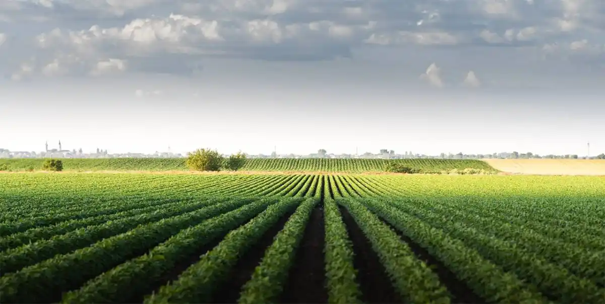 CIARA y el INTA promocionarán los cultivos bioenergéticos