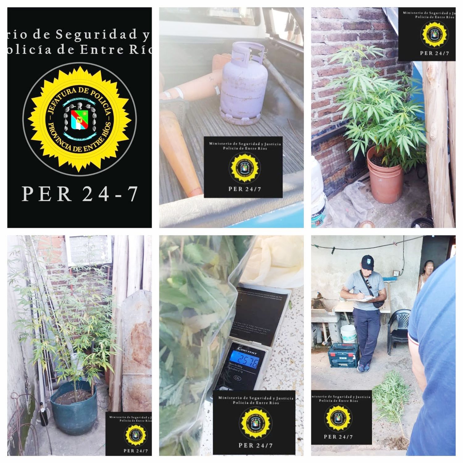 Efectivos policiales descubren plantación de marihuana