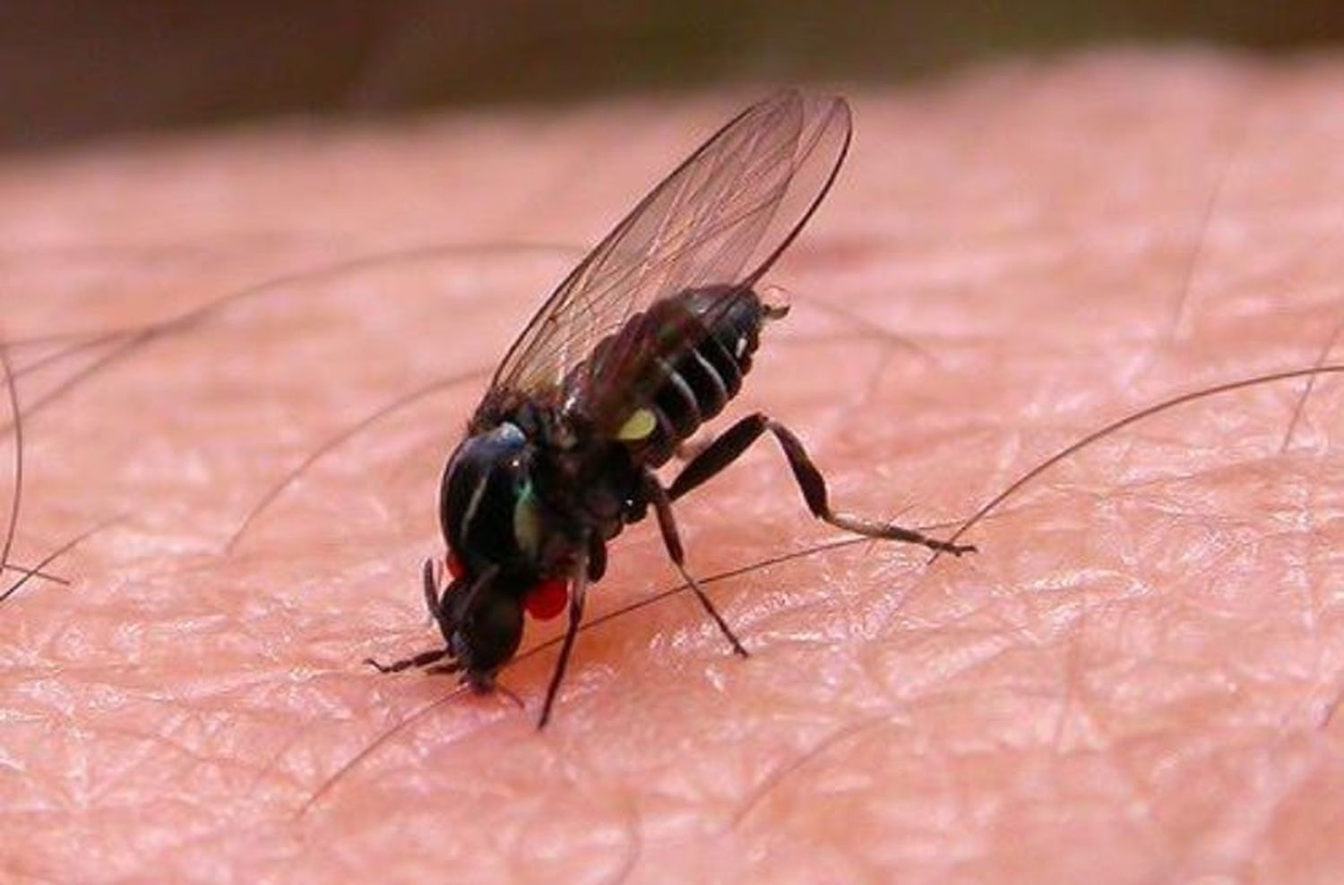 "Polvorines", el pequeño insecto que el calor trajo a Mar del Plata