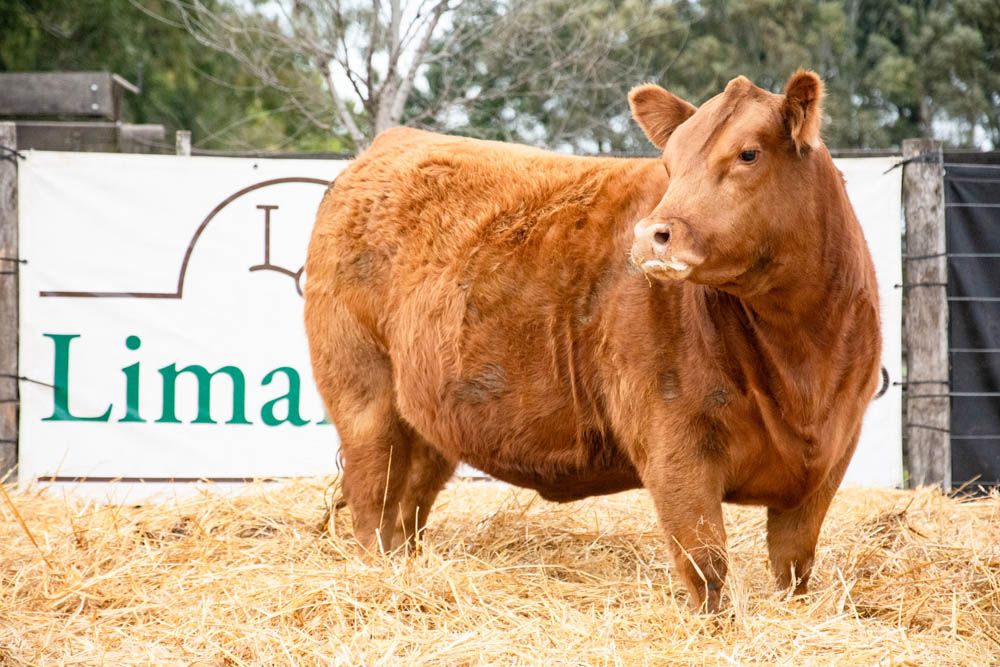 Don Pedro muestra su cocina y sus Limangus