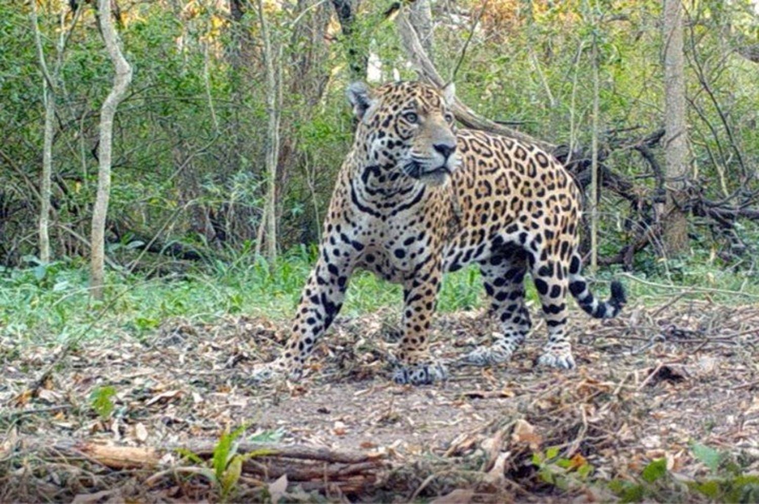 Monitoreo con cámaras trampa en la provincia de Formosa