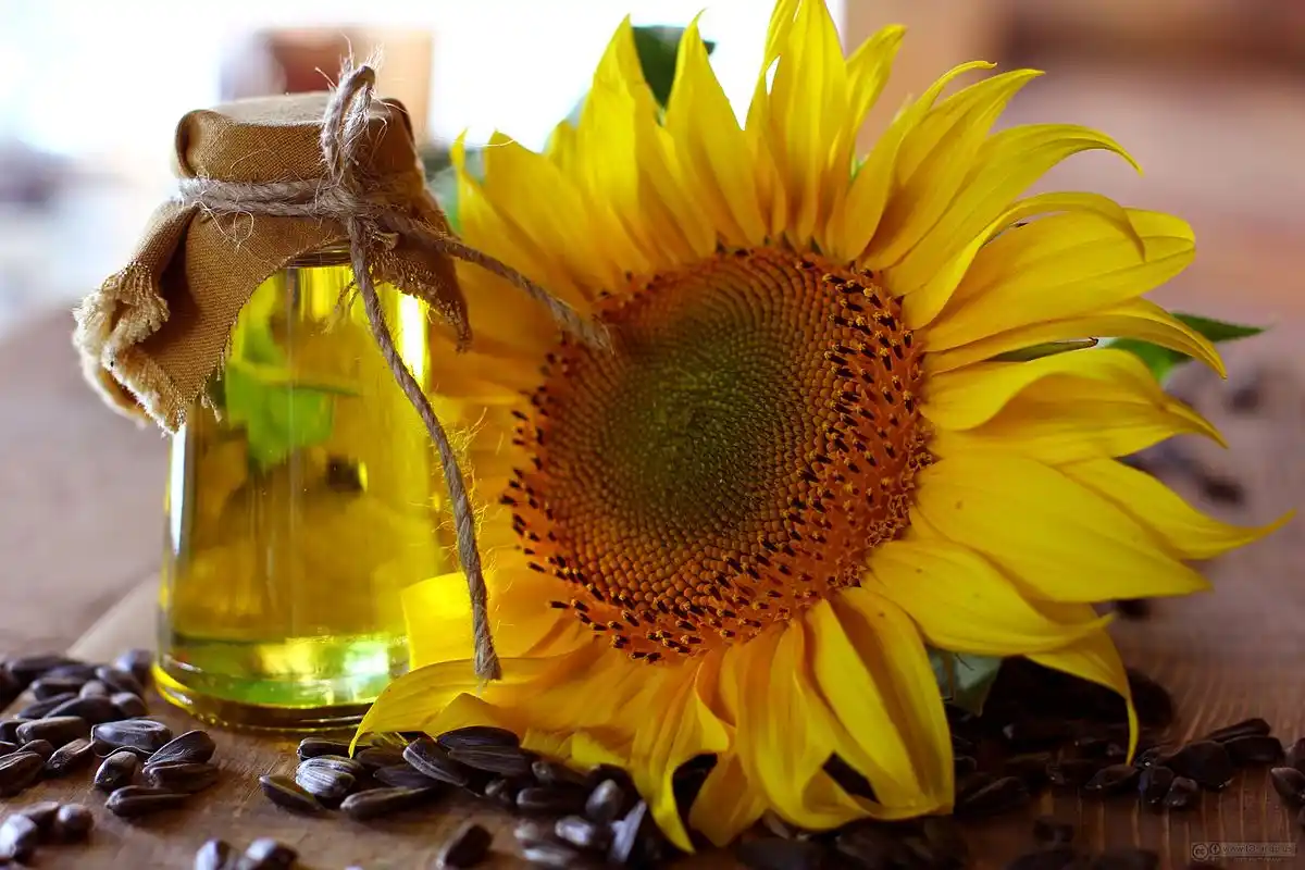 Aumentó un 12% la producción de aceite de girasol en la Provincia de Buenos Aires