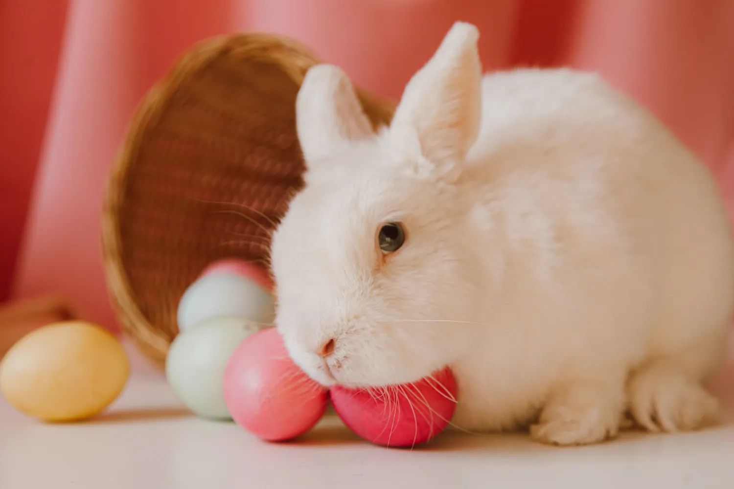 CONEJO DE PASCUA: una historia