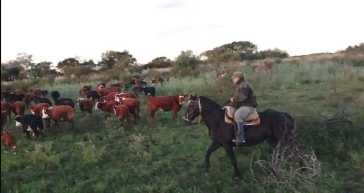 Tras cumplimentar los trámites de rigor los vacunos fueron devueltos a sus legítimos propietarios. El Litoral