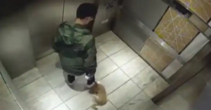 Indignante: Pisoteó y pateó a su perrito como si fuera una pelota