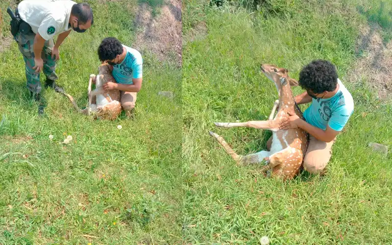 Video: Encontraron un ciervo axis lastimado en Ruta 9