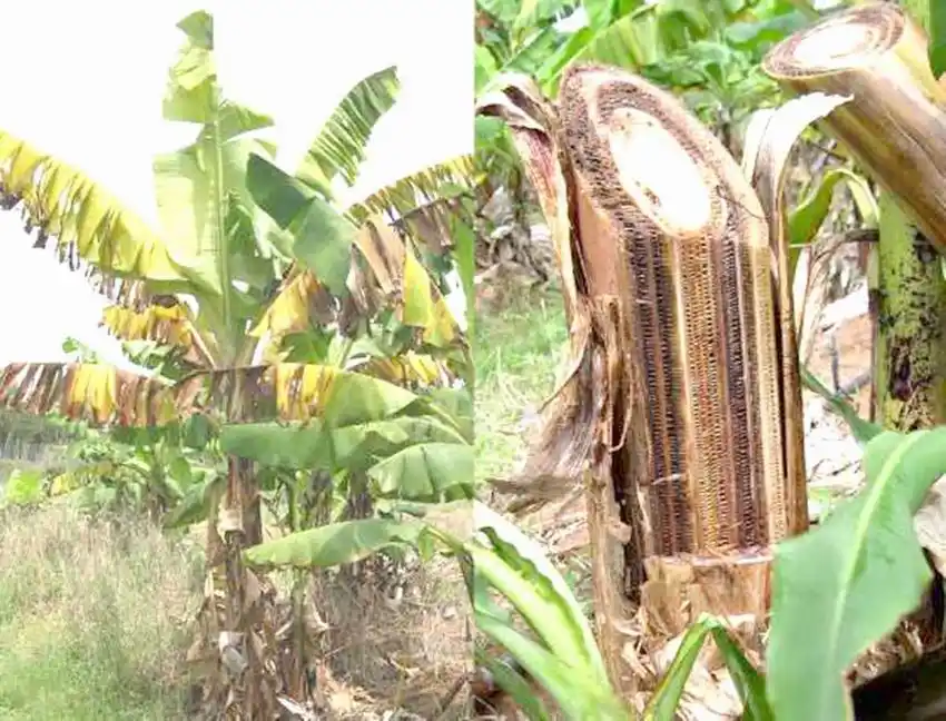 Innovador trabajo de alumnos formoseños 
competirá en instancia nacional de feria de ciencias