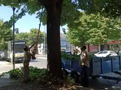 El Municipio continúa con trabajos de poda en el arbolado urbano