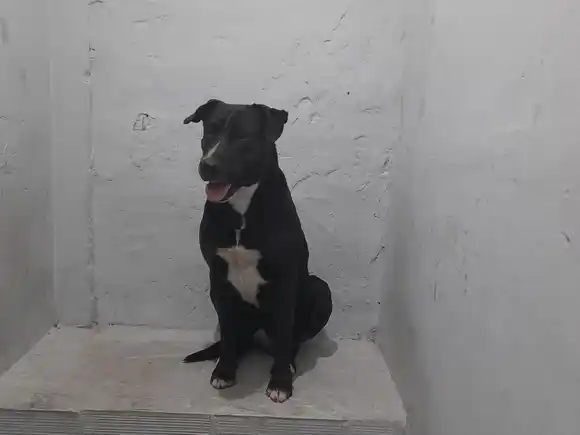 Abusaba sexualmente de su perro y los vecinos la denunciaron