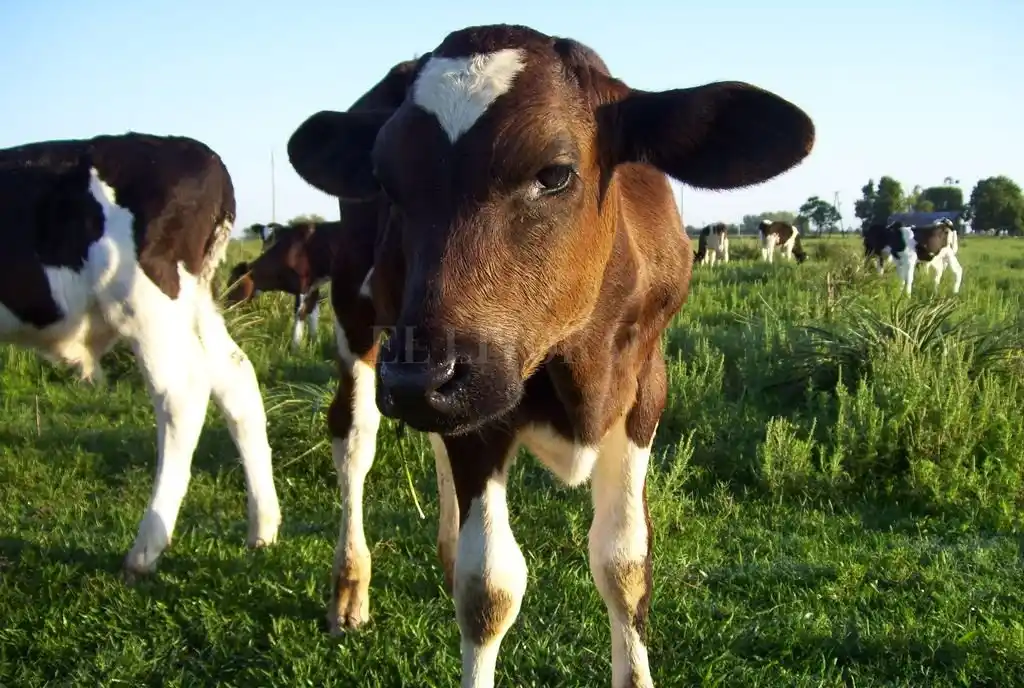 Investigadores santafesinos detectan un nuevo patógeno en un tambo