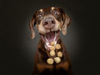 Las fotos mas divertidas de perros fanáticos de las golosinas