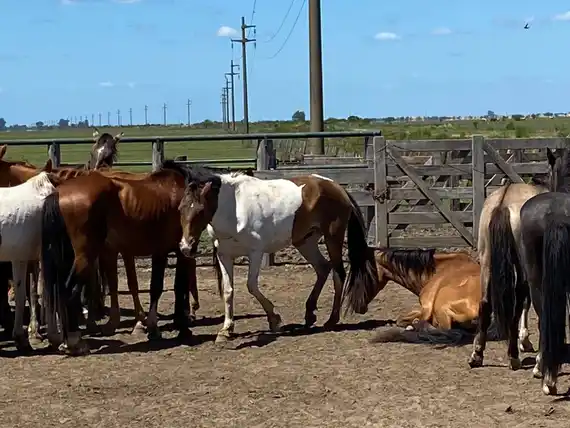 Confirman dos nuevos casos del virus equino en Entre Ríos