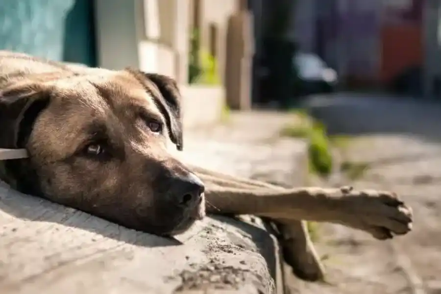 Día Mundial del Perro Adoptado