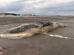La ballena jorobada que hallaron muerta.