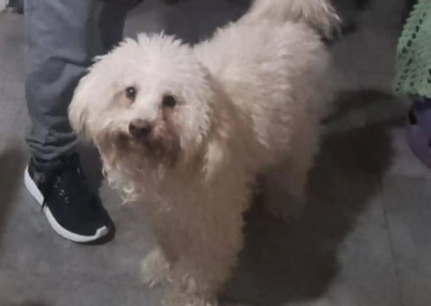 Mascotas: familiares buscan a Romeo