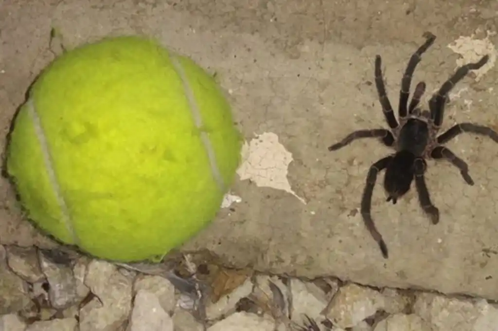 ¡Aterrorizados! Los vecinos matan a ojotazos a las arañas gigantes que invadieron las calles en Villa María