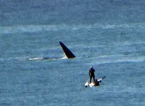 Advierten sobre acercamientos irresponsables a las ballenas