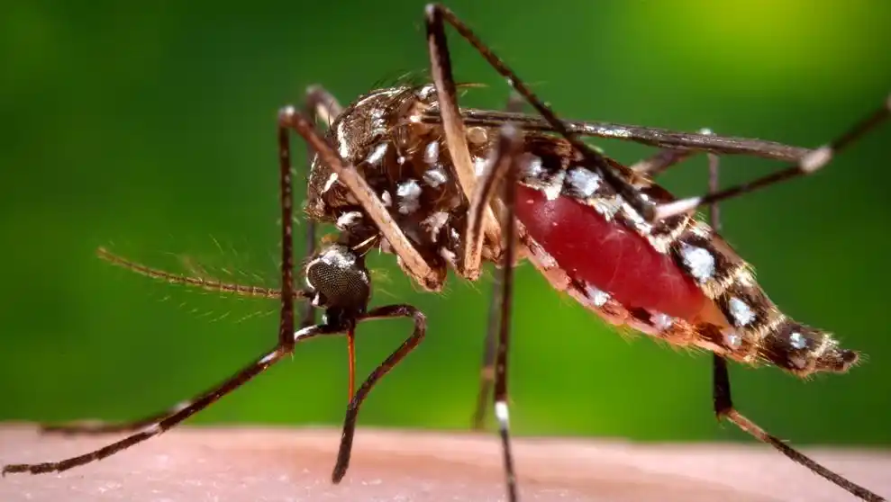 La Madrid: Un caso de dengue y otro sospechoso
